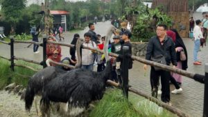 Harga Tiket Masuk Lembang Park Zoo, Kebun Binatang di Lembang Berarsitektur Modern