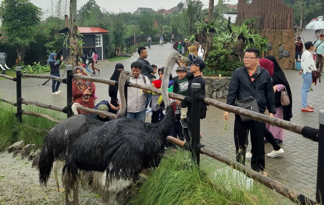 Harga Tiket Masuk Lembang Park Zoo