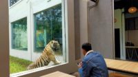 Resto Lembang Park and Zoo Sajikan Sensasi Makan Bersama Harimau Benggala