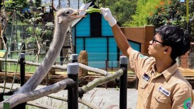 Kebun binatang lembang park zoo bandung