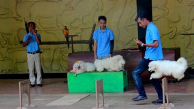 Kebun Binatang Bandung: Tiket Masuk dan Jam Buka