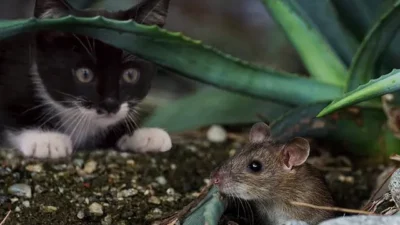 Cara Usir Tikus