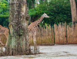 Punya Utang Rp13,5M, Kebun Binatang Bandung Terancam Ditutup