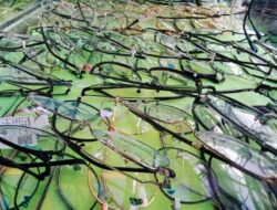 Optik Jalan ABC, Tempat Membeli Kacamata Murah di Bandung