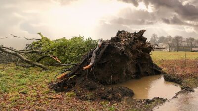 Waspada, 5 Kecamatan di Kota Bandung Rentan Kejadian Pohon Tumbang