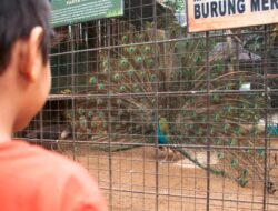 Imah Djoglo Bandung, Restoran Keluarga dengan Mini Zoo dan Mini Farm yang Instagramable