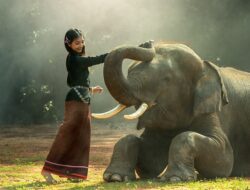 Jawaban Tebakan: Gajah Apa yang Baik Hati dan Gajah yang Belalainya Pendek