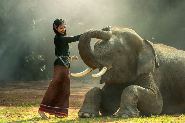 gajah apa yang baik hati