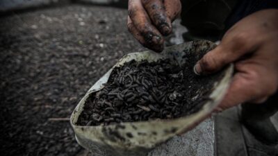 Pemkot Bandung Targetkan Rumah Maggot Olah 1 Ton Sampah pe Hari di Tiap Kelurahan
